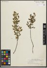Foto von Salix myrtilloides L.